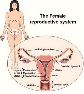 amenorea female reproduksi Bagaimana Cara Memilih Pembalut yang Cocok?