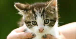 doktersehat-peliharaan-kucing