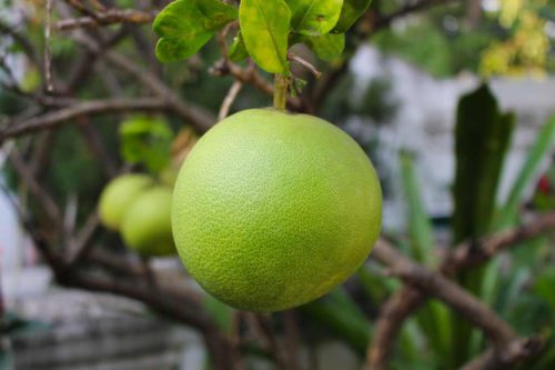 Manfaat Jeruk Bali Untuk Kesehatan