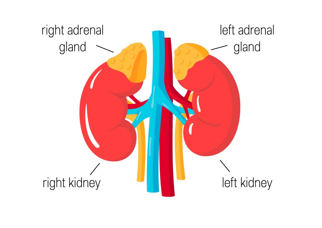 Kelenjar Adrenal Anatomi Fungsi Gangguan Pengobatan Dll