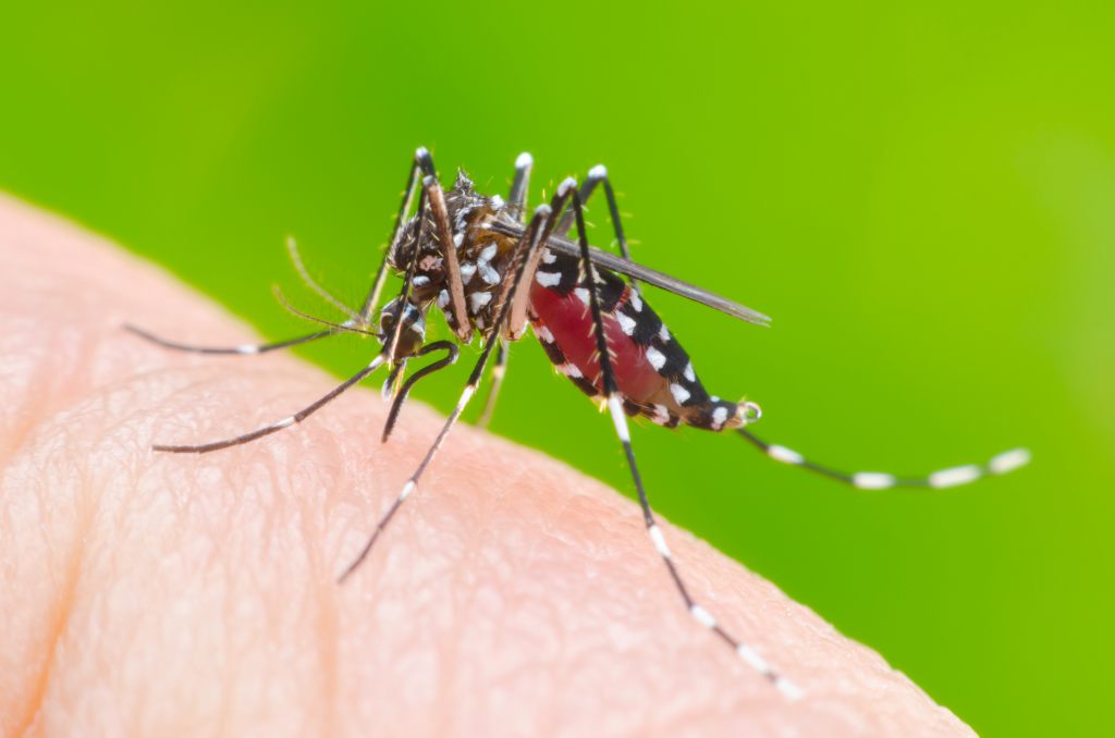Chikungunya: Penyebab, Gejala, Pengobatan, dan Pencegahan