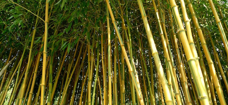 Bamboo Apus – Pengobatan Alternatif