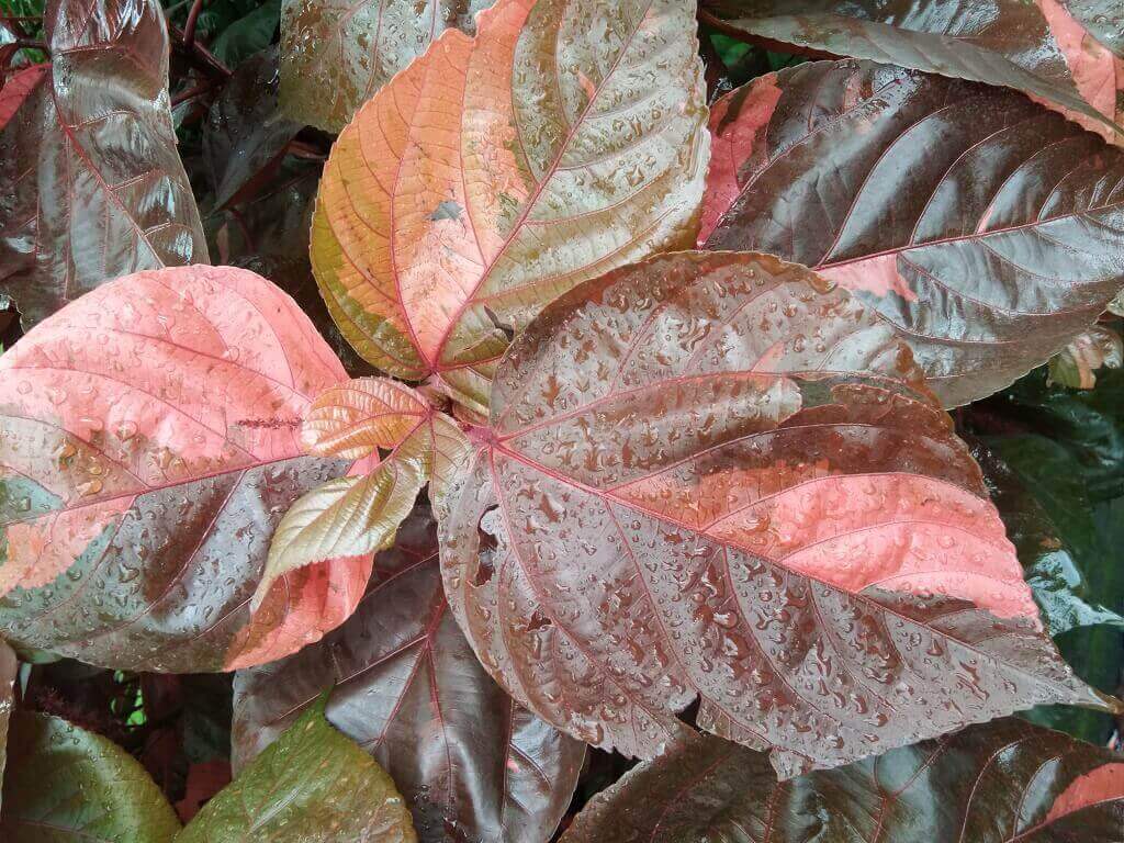 Apa Manfaat Daun Sirih Merah - Dunia Herbal