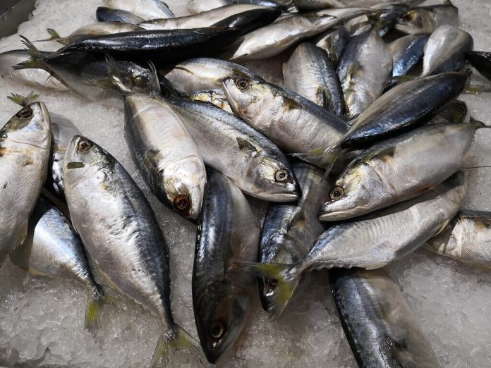 Doktersehat-manfaat-ikan-tuna