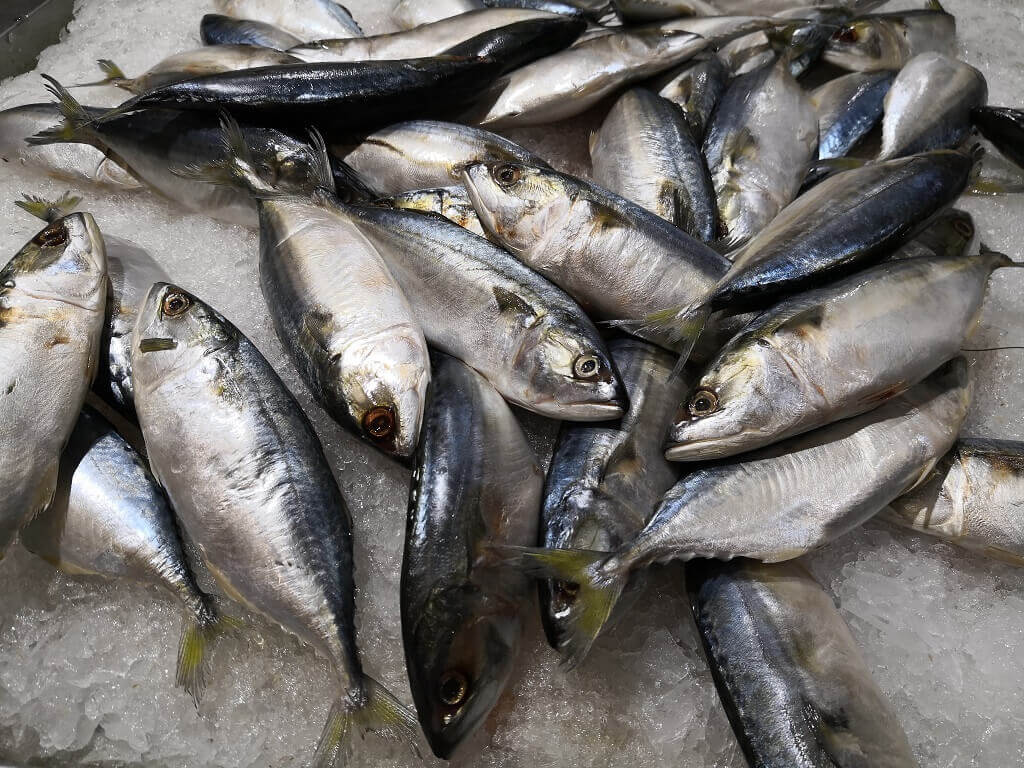 10 Manfaat Ikan Tuna bagi Kesehatan