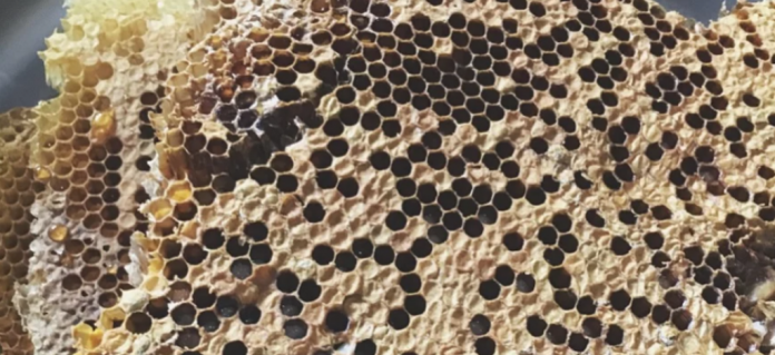 trypophobia-doktersehat