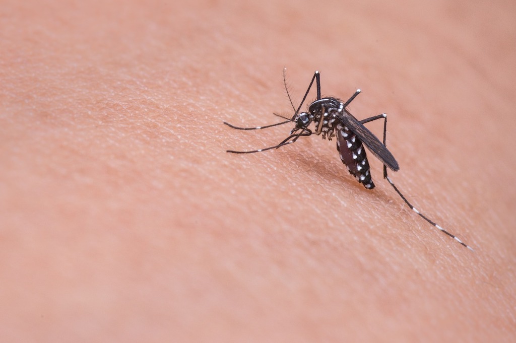 Mengapa Nyamuk Suka Terbang Dekat dengan Telinga?