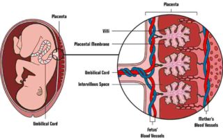 Mengenal 11 Fungsi Plasenta Bagi Janin, Bumil Harus Tahu