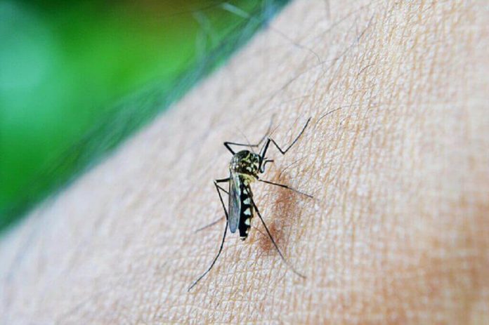 malaria-adalah-doktersehat