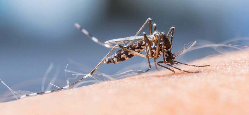 Kasus Zika Pertama Kali Dilaporkan Muncul di Hongkong