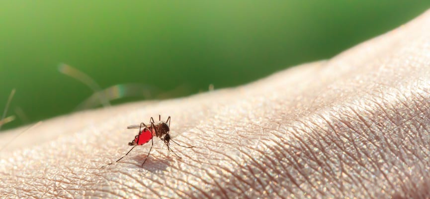 Ini Alasan Mengapa Gigitan Nyamuk Sebabkan Gatal dan Bentol?