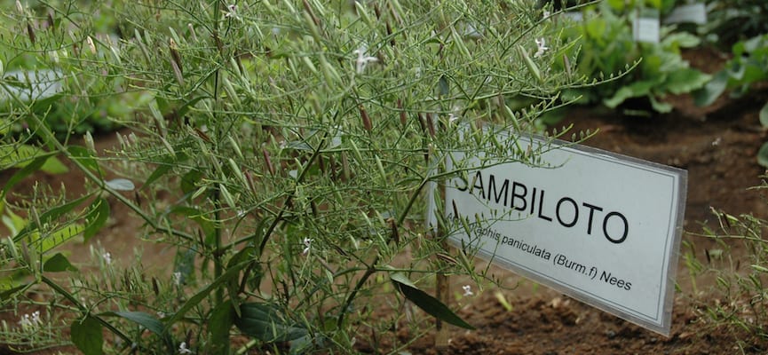 SAMBILOTO, Tanaman Pahit Berkhasiat