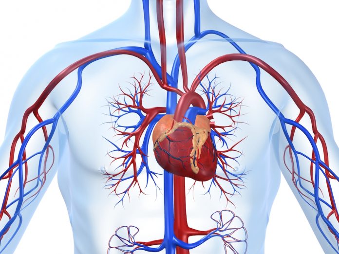 doktersehat-Aneurisma-jantung-aorta-1024