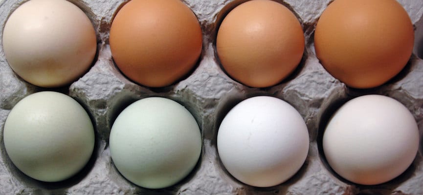 Mengapa Ada Telur yang Warna Cangkangnya Terang dan Kecokelatan?
