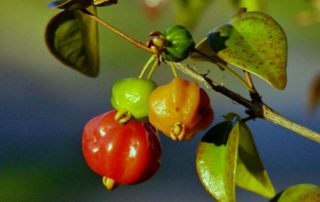 11 Manfaat Buah Dewandaru dan Kandungan Nutrisinya