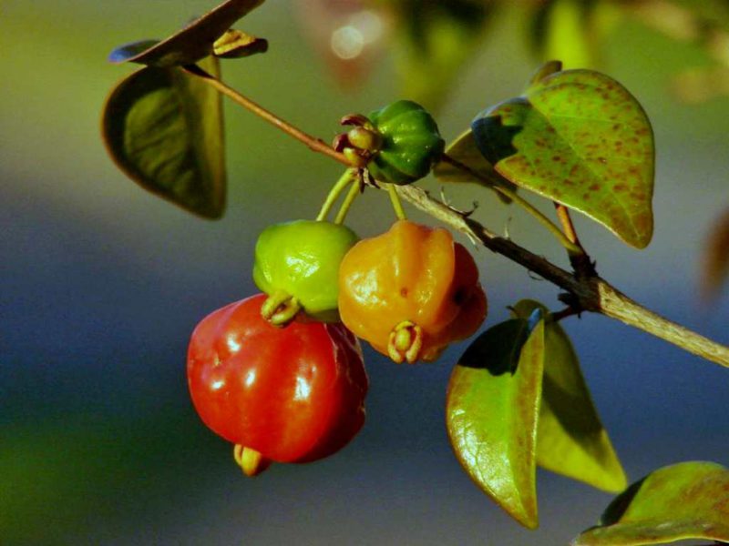 Buah Dewandaru: Rahasia Kesehatan dari Hutan Tropis