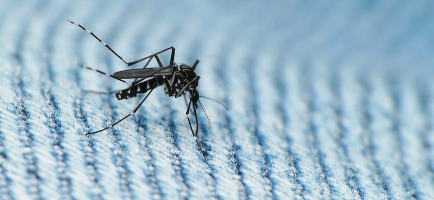 Waspada, Dikabarkan Ada WNI yang Terinfeksi Virus Zika