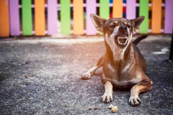 Rabies Penyebab dan Gejala Rabies pada Hewan  Wanita Trendi