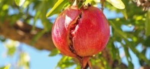 doktersehat-buah-delima-pomegranate-menurunkan-kanker