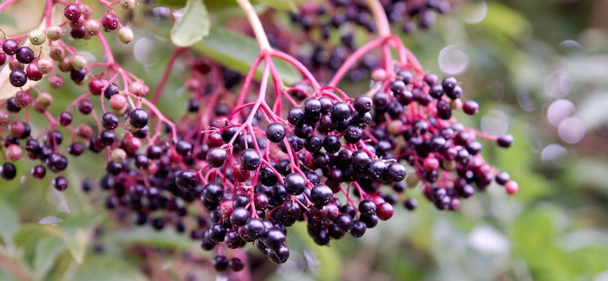 doktersehat-buah-elderberry-beracun