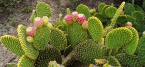 doktersehat-kaktus-opuntia