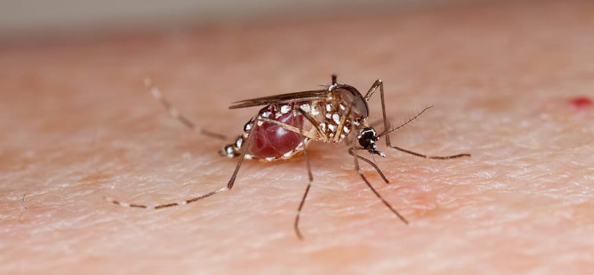 Benarkah Nyamuk Suka Menggigit Karena Darah Kita Terasa Manis?