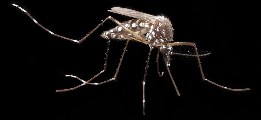 Mengapa Nyamuk Terkadang Hanya Menyerang Orang-Orang Tertentu Saja?