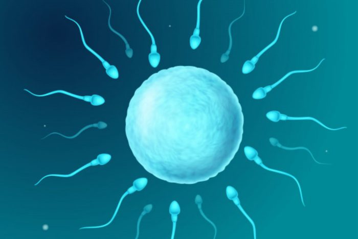 5 Fakta Masa Ovulasi Dan Fertilitas Untuk Melacak Kesuburan