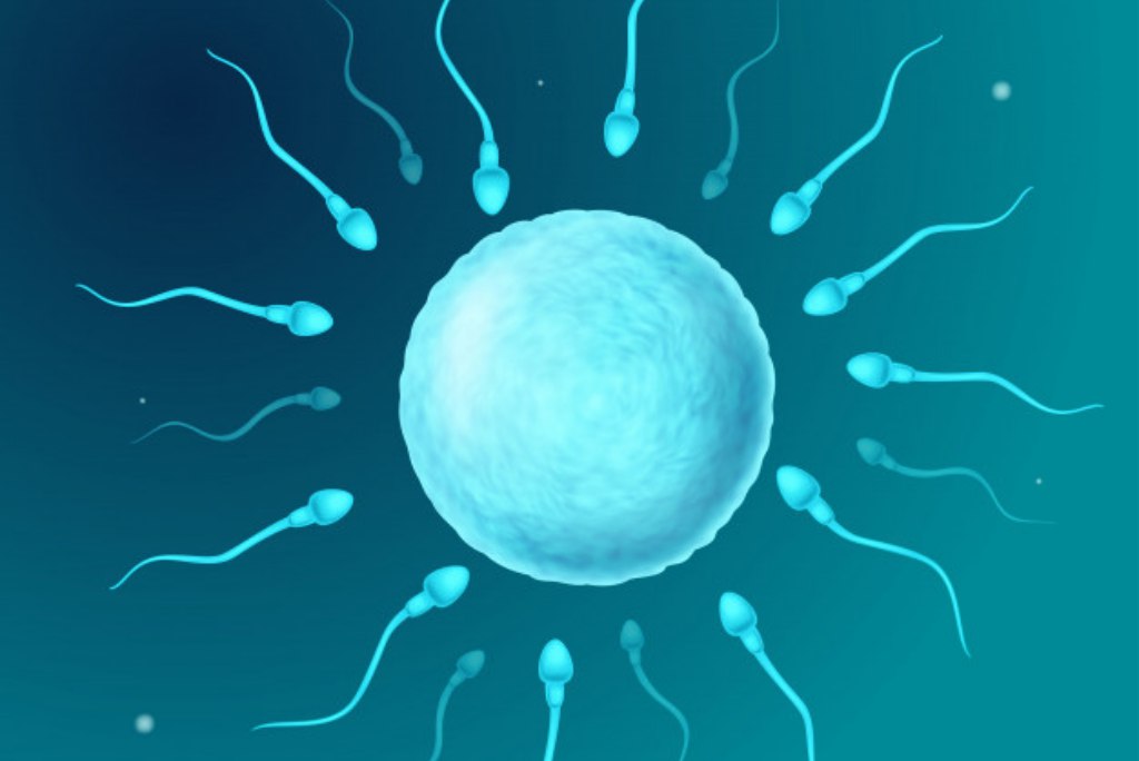 5 Fakta Tentang Ovulasi dan Fertilitas untuk Melacak Masa Subur