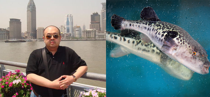 Racun yang Diduga Dipakai Untuk Membunuh Kim Jong-Nam Adalah Racun Ikan Fugu