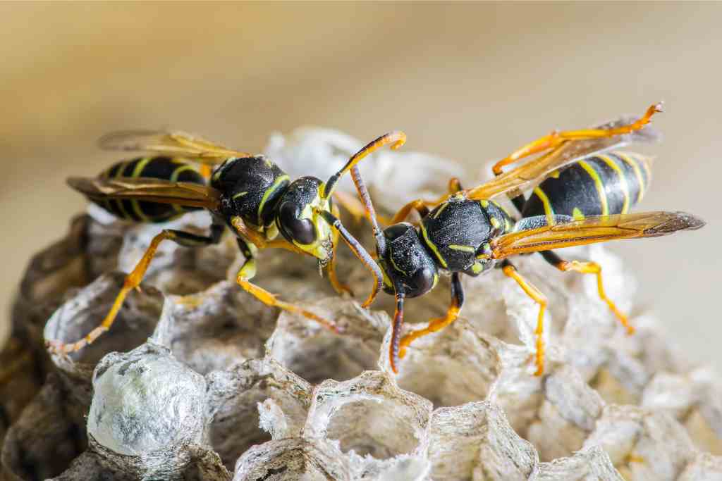 Penelitian: Racun Lebah Bisa Membunuh Sel Kanker