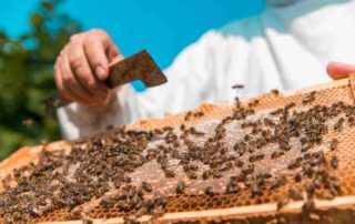 Menghancurkan Sel Kanker dengan Racun Lebah, Seberapa Efektifkah?