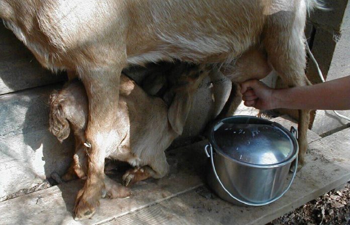 Doktersehat-manfaat-susu-kambing