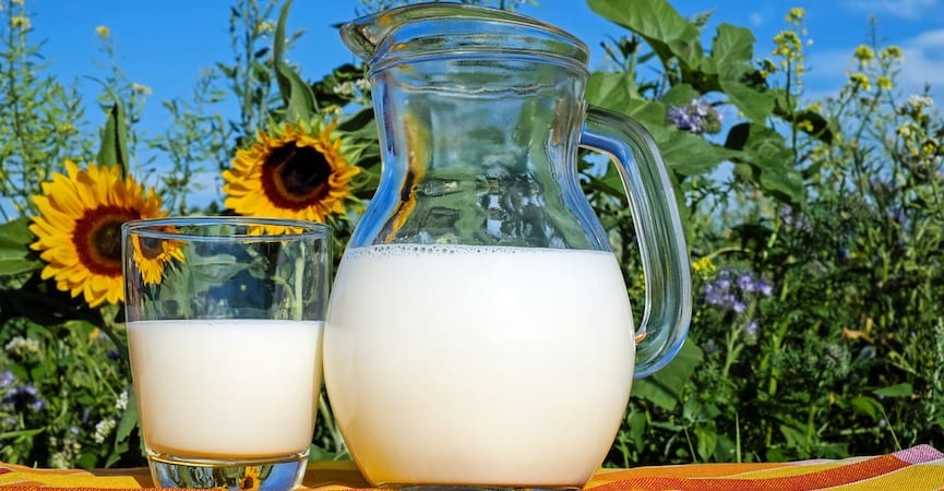 Susu dari Sapi yang Makan Rumput Lebih Sehat?