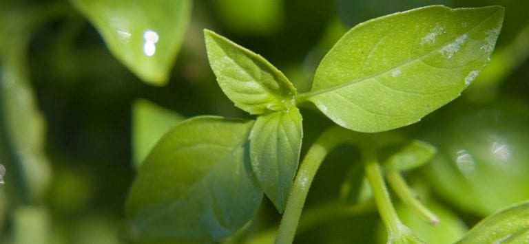 Baubadan Bikin Gak Nyaman Hilangkan Dengan 15 Cara Ampuh Baubadan Bikin Gak Nyaman Hilangkan Dengan 15 Cara Ampuh