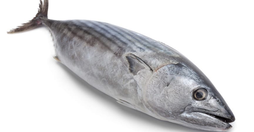 5 Manfaat Makan Ikan Tongkol, Bisa Cegah Hipertensi