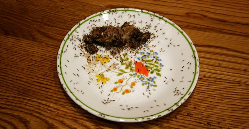 Hasil gambar untuk menelan semut