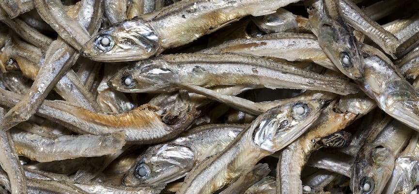 Manfaat Ikan Teri untuk Menunjang Kesehatan Tubuh