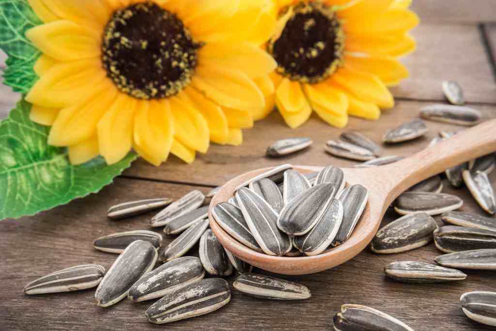 12 Manfaat  Kuaci Bunga  Matahari bagi  Kesehatan  Lengkap 