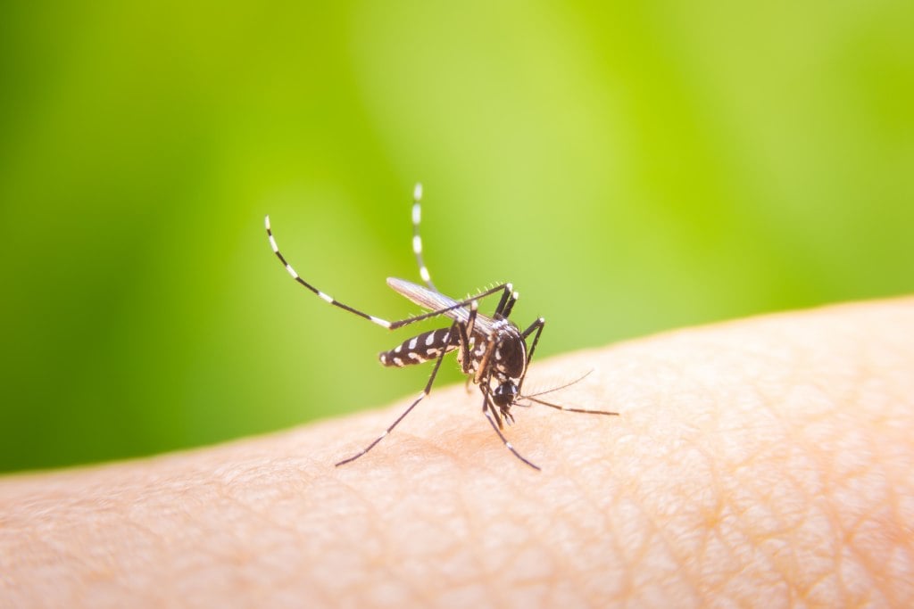 11 Ciri Nyamuk Demam Berdarah (DBD) yang Harus Diwaspadai