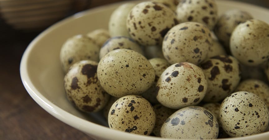Makan Telur Puyuh Bisa Memicu Kolesterol Tinggi?