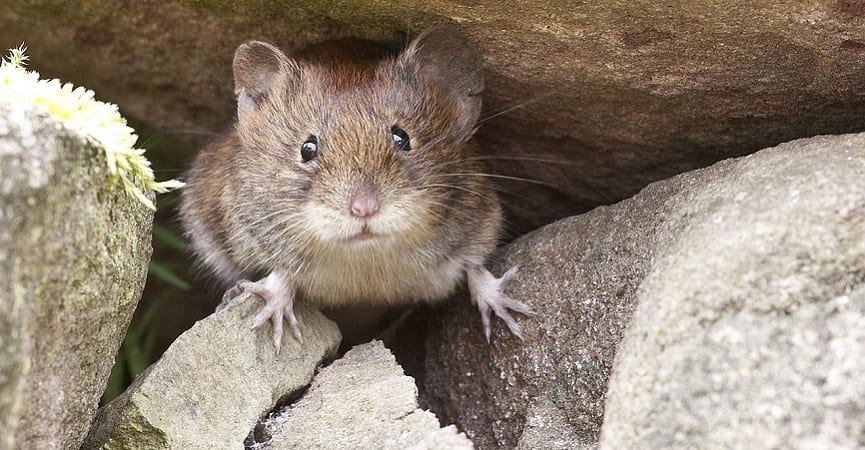 10 Cara Mengusir Tikus di Dalam Rumah (Dijamin Ampuh)