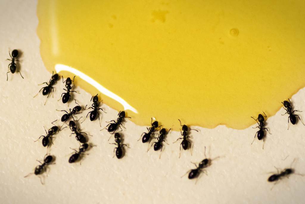 Kencing Dikerubungi Semut, Benarkah Karena Diabetes?