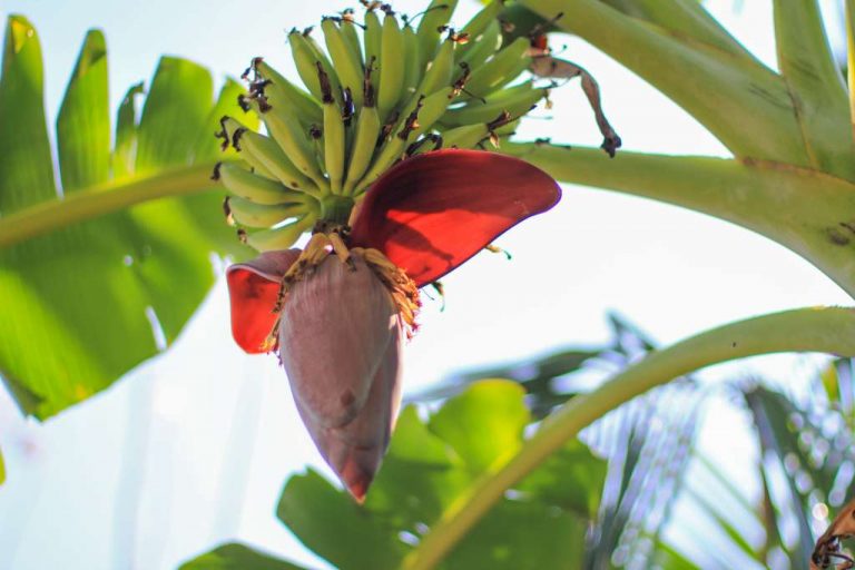 9 Manfaat Jantung Pisang untuk Kesehatan DokterSehat