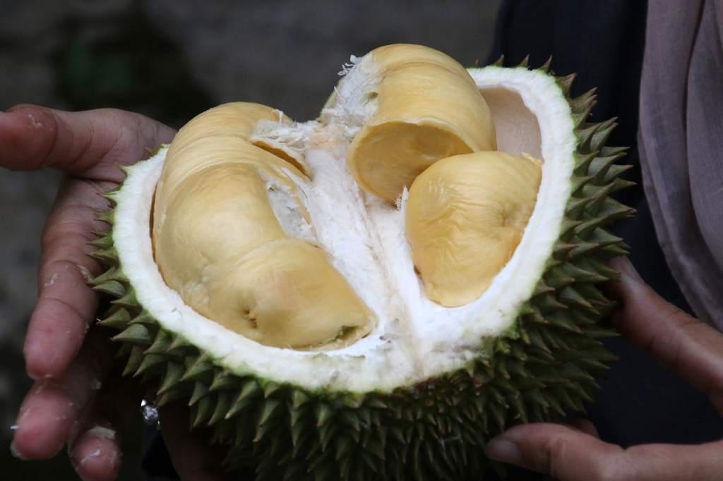 Suka Makan Durian? Inilah Pantangan Makan Durian yang Wajib Diketahui