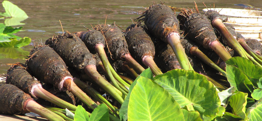 Bisakah Daun Talas Dimakan?