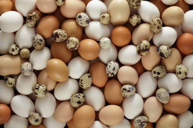  Telur  Ayam dan Telur  Puyuh Mana yang Lebih Sehat 