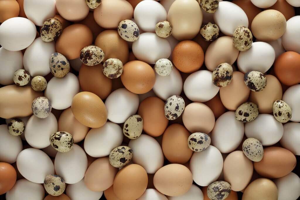 Telur Ayam dan Telur Puyuh, Mana yang Lebih Sehat?