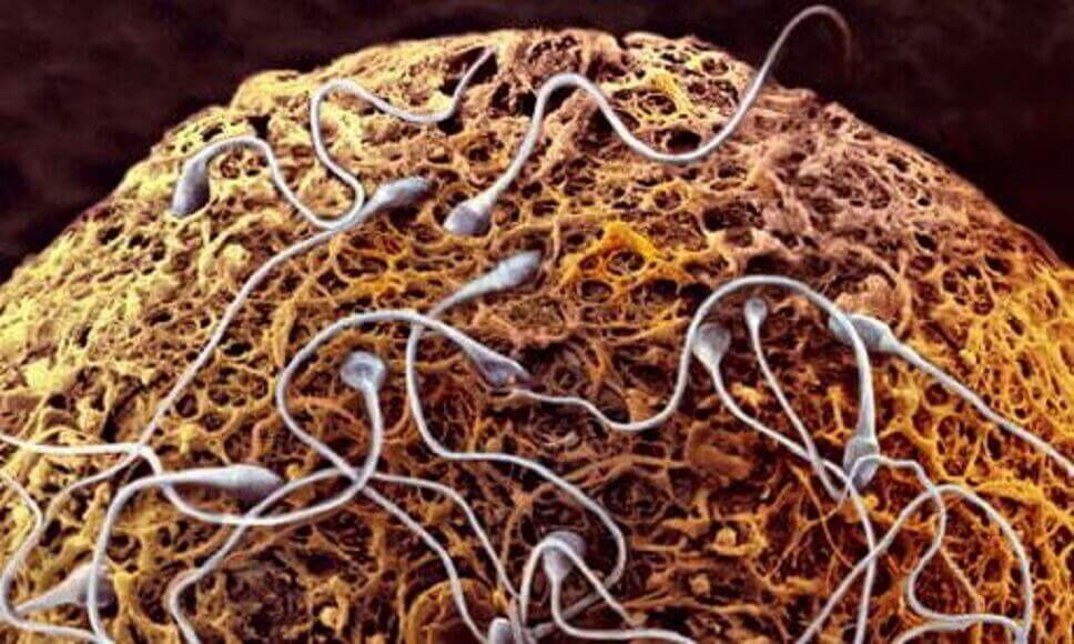 5 Rasa Sperma yang Harus Anda Tahu