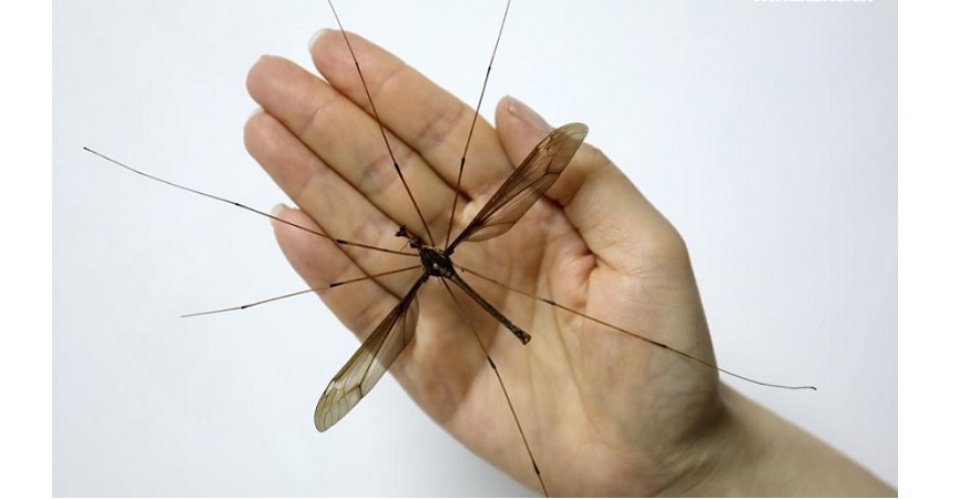 Nyamuk Terbesar di Dunia Ditemukan di Tiongkok